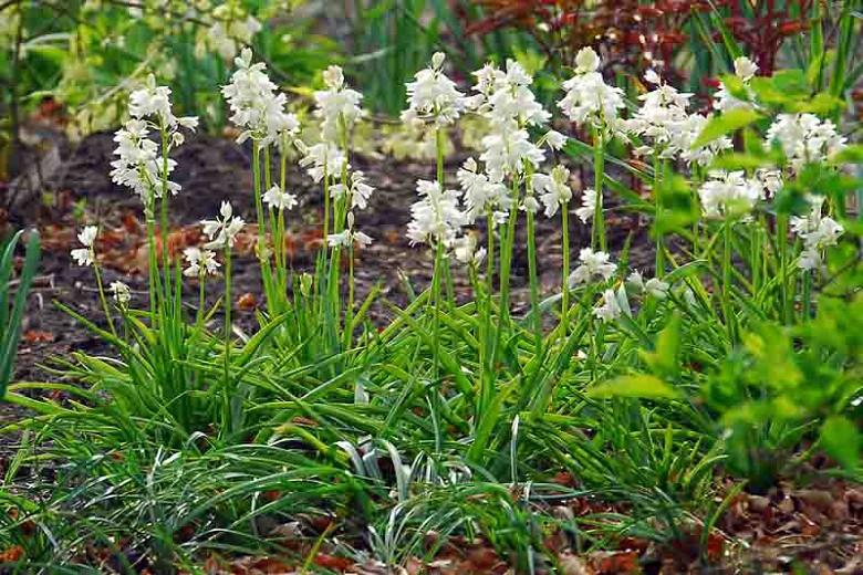 Hyacinthoides Hispanica 'White City', Spanish Bluebells 'White City', Wood Hyacinth 'White City', Scilla hispanica 'White City', Scilla Campanulata 'White City', While Flowers, 